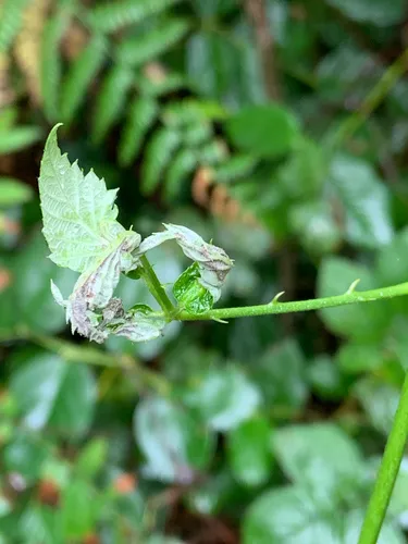 Dasineura plicatrix