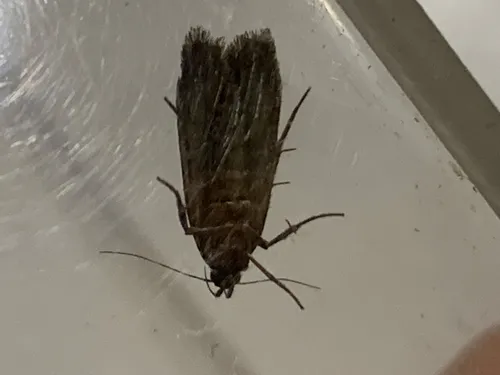 Boxelder Leafworm Moth