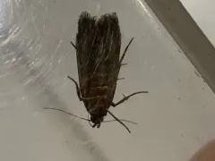 Boxelder Leafworm Moth thumbnail 1