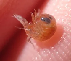 Hyperia galba thumbnail 2