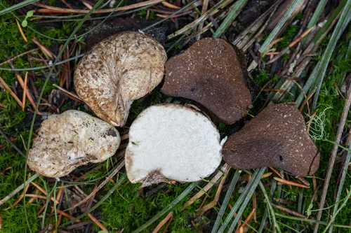 Rhizopogon ellipsosporus