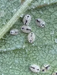 ash whitefly thumbnail 2