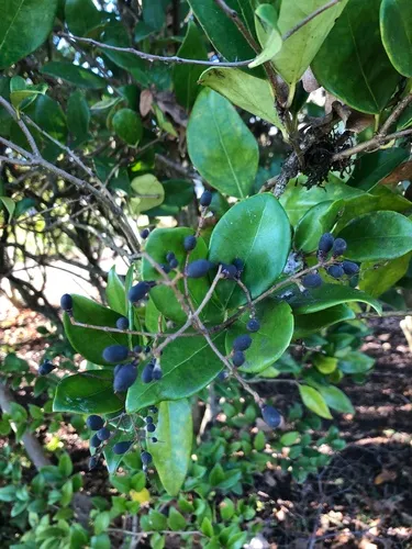wax-leaf ligustrum