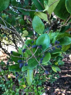 wax-leaf ligustrum thumbnail 1