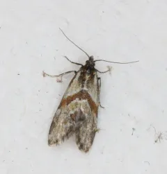 Aethes deutschiana thumbnail 2