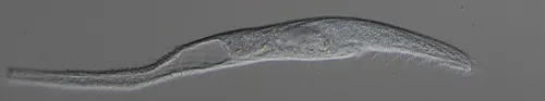 Spirostomum caudatum