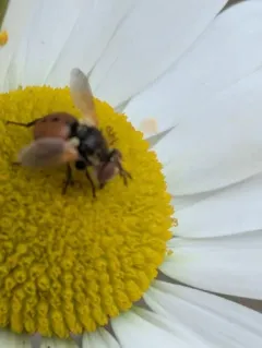 Ladybird Fly thumbnail 3
