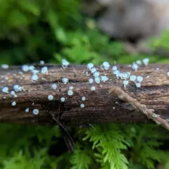 stalked hairy fairy cup thumbnail 2