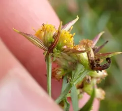 Goldentop Sessile Gall Midge thumbnail 1
