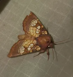 Pitcher Plant Borer Moth thumbnail 2