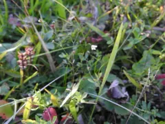 showy baby's-breath thumbnail 2