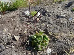 Alpine Rock-cress thumbnail 3