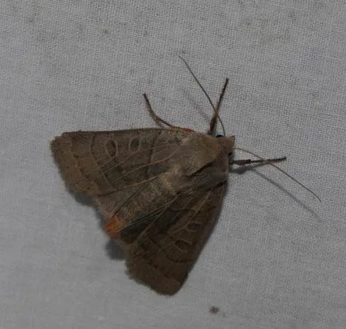 Waxed Sallow