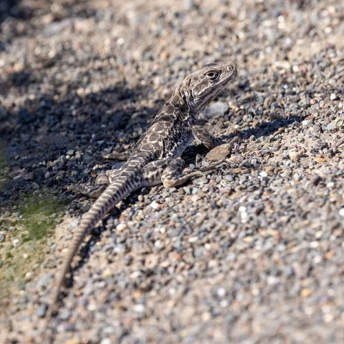 Long-nosed Leopard Lizard