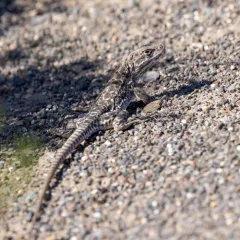 Long-nosed Leopard Lizard thumbnail 1