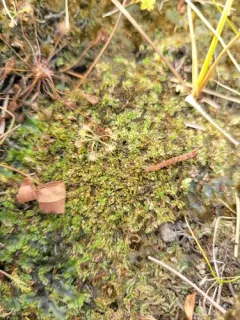 Scalloped Flapwort thumbnail 2