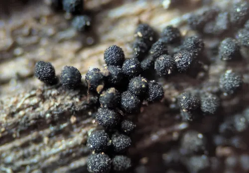 Paragaeumannomyces longisporus