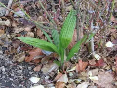 Chusan Palm thumbnail 4