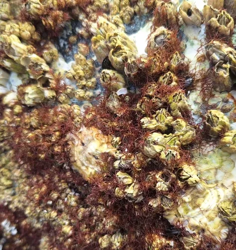 Caulacanthus okamurae