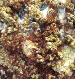 Caulacanthus okamurae thumbnail 1