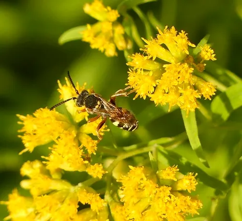 Nomada electa