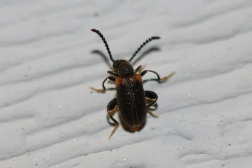 Elonus gruberi