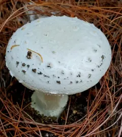 Coker's amanita thumbnail 2