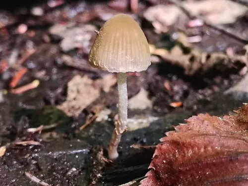 Psathyrella psammophila