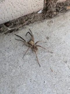Missouri Burrowing Wolf Spider thumbnail 3