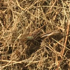 Marsh meadow grasshopper thumbnail 2