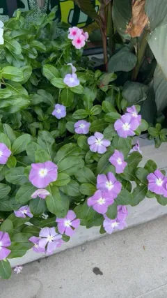 Madagascar Periwinkle thumbnail 1