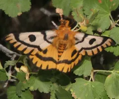 Nuttall's Sheep Moth thumbnail 1