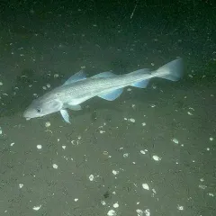 Atlantic Cod thumbnail 2