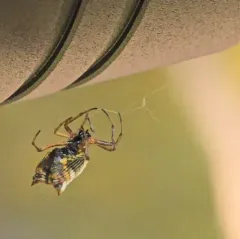 White Micrathena thumbnail 4