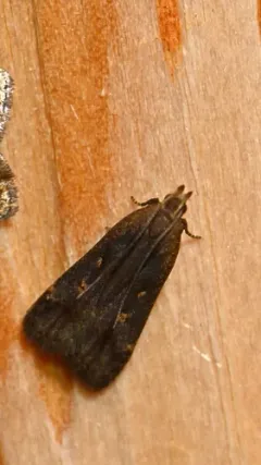 Two-spotted Dichomeris Moth thumbnail 2