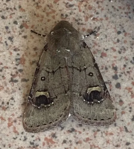 Fringed Dart