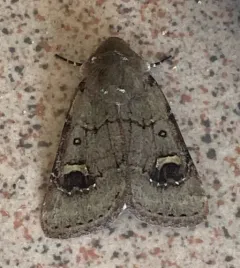 Fringed Dart thumbnail 1