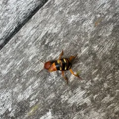Immaculate Rove Beetle thumbnail 4