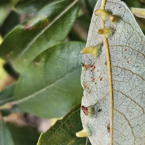 Willow leaf gall midge