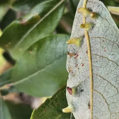 Willow leaf gall midge thumbnail 1