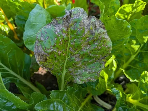 Cercospora Leaf Spot of Swiss Chard, Beets, and Spinach