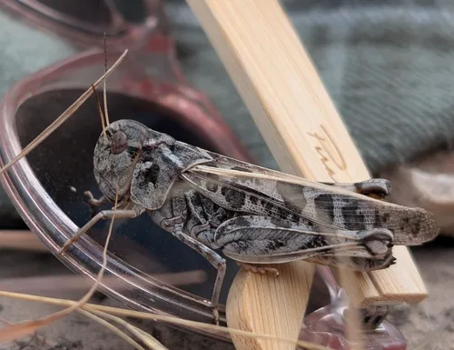 Wrinkled Grasshopper