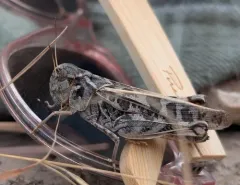 Wrinkled Grasshopper thumbnail 1