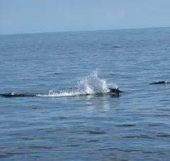 Dall's Porpoise thumbnail 4