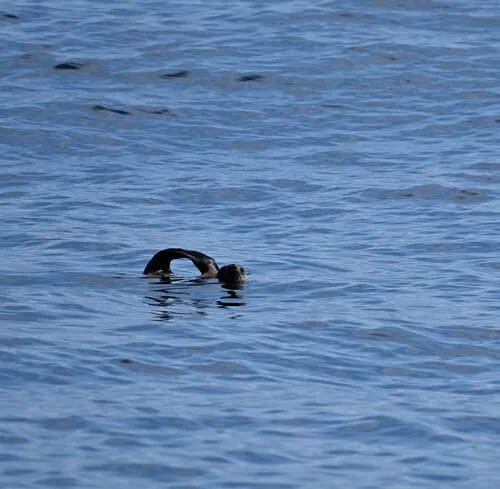 Northern Fur Seal