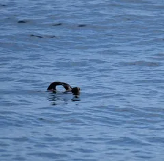Northern Fur Seal thumbnail 1