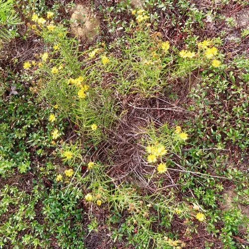 Sickleleaf Silk-grass