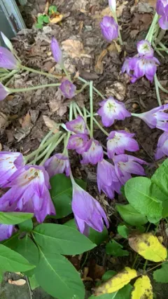 Giant Meadow Saffron thumbnail 2