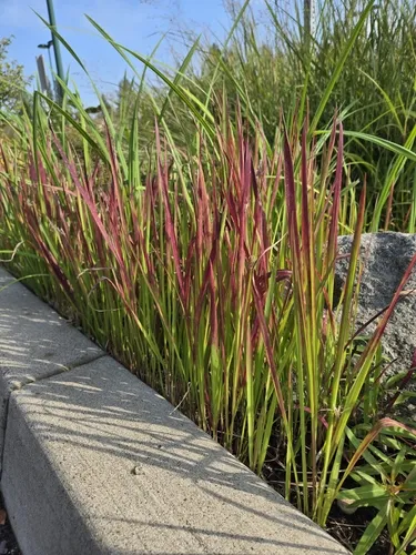 Cogon Grass
