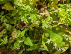 Nepal Persicaria thumbnail 2